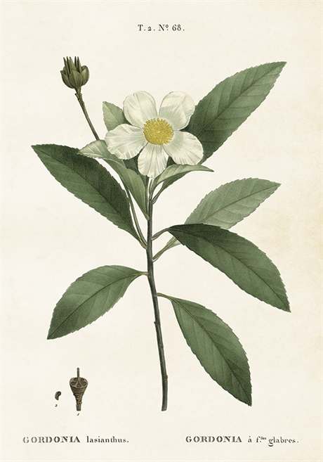 9850_skona-ting-poster-35x50-gardenia-vit