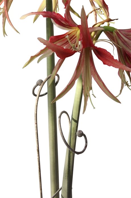 Blomstöd för AMARYLLIS grå – dubbel 53cm