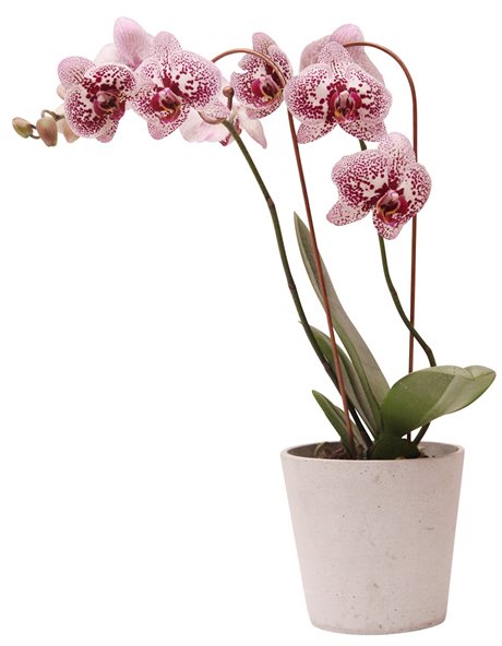 Blomstöd för ORKIDÉ grå – enkel 45cm