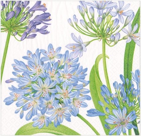 Servetter Lunch Agapanthus Garden