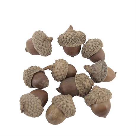 Dekoration ekollon i naturmaterial 10-pack