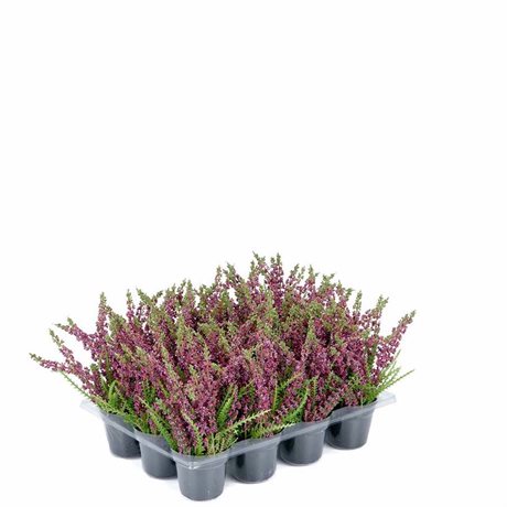 Ljung konstgjord i kruka H:18cm pris/st