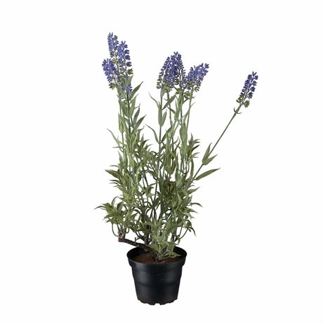 Lavendel i kruka konstgjord 45cm