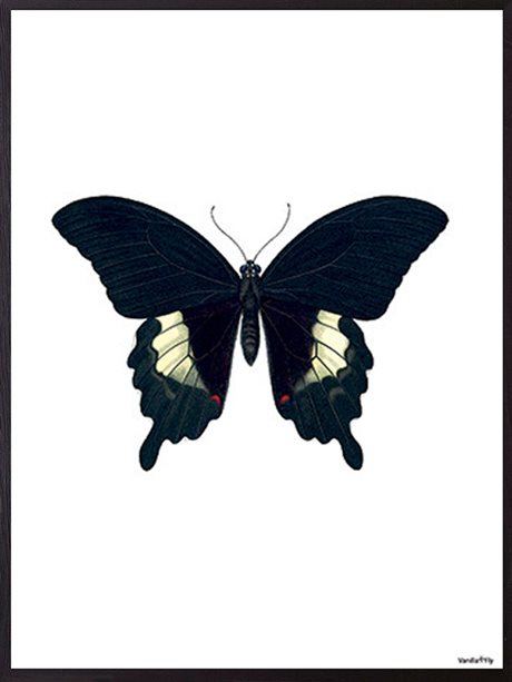 Poster Vanilla Fly – Black Butterfly 20x25cm