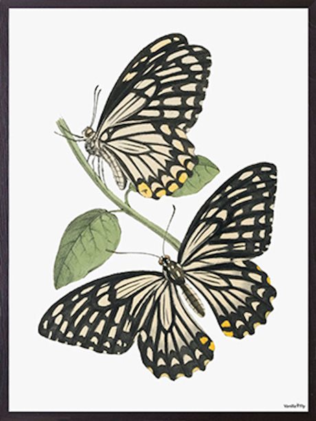 Poster Vanilla Fly – Butterflies 30x40cm