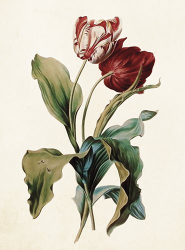 Litet dubbelt kort m kuvert – Tulpaner vintage