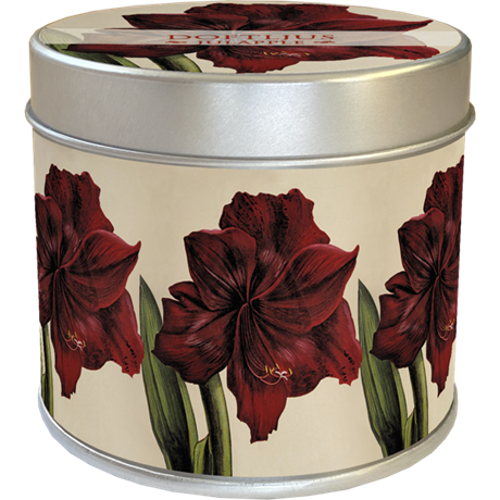 Doftljus med Vintagemotiv Amaryllis – doft: Juläpple 30H