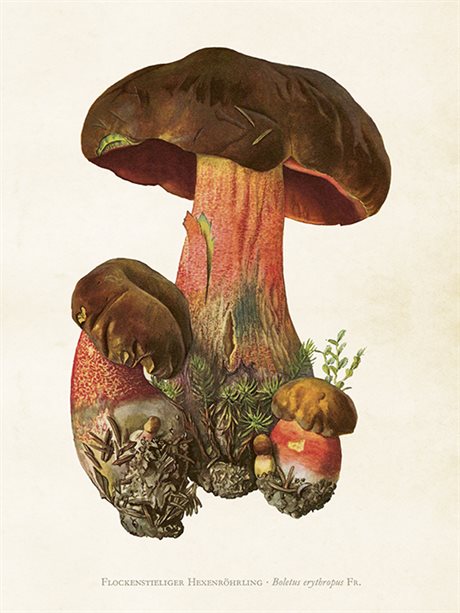 POSTER VINTAGE 18x24 Blodsopp