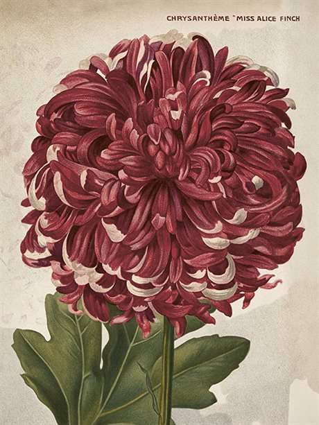 POSTER VINTAGE 18x24 Chrysanthemum Miss Alice