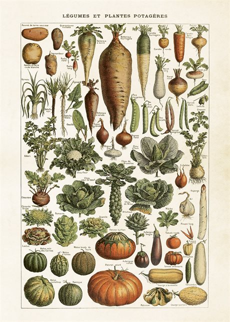 POSTER VINTAGE 50x70 Grönsaker