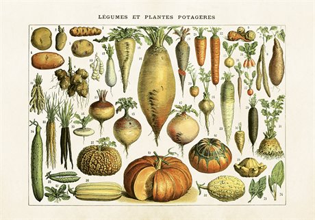 POSTER VINTAGE 35x50 Grönsaker (liggande 50x35)