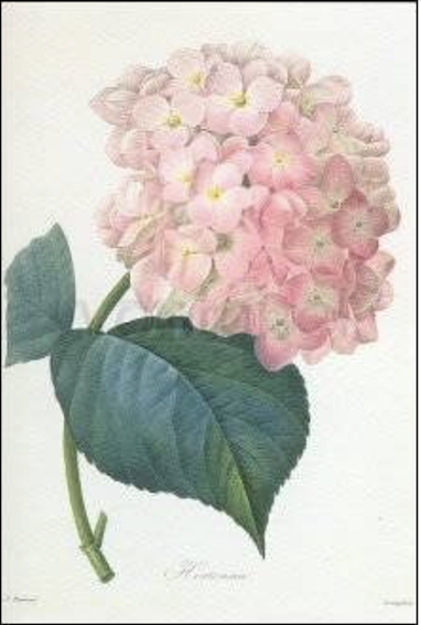 Dubbelt kort – Redouté : Hortensia 122x175mm