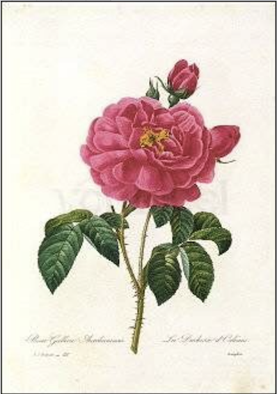 Vykort – Redouté : Rosa Gallica Aurelianensis 105x148mm