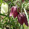 Höstlök vårblommande – Kungsängslilja Fritillaria meleagris EKO 5st