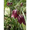 Höstlök vårblommande – Kungsängslilja Fritillaria meleagris EKO 5st