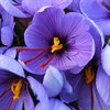 Höstlök höstblommande – Saffranskrokus CROCUS sativus EKO 5st