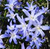 Höstlök vårblommande – Vårstjärna CHIONODOXA forbesii Blue Giant EKO 5st