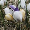 Höstlök vårblommande – Krokus botanisk mix EKO 5st