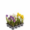 Krokus i kruka konstgjord – mixade färger 20cm pris/st
