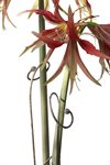 Blomstöd för AMARYLLIS grå – dubbel 53cm