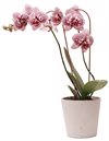 Blomstöd för ORKIDÉ grå – enkel 45cm