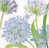 Servetter Lunch Agapanthus Garden