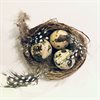 Dekoration – Fågelbo med 3 ägg & fjädrar Ø:8cm 