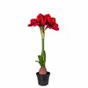 Amaryllis röd konstgjord i kruka H:50cm