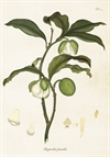9852_skona-ting-poster-35x50-magnolia-vit