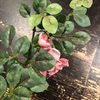 Girlang med rosa rosor & gröna blad konstgjord L:180cm