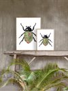 Poster Vanilla Fly – Colored Beetle 20x25cm