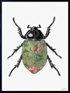Poster Vanilla Fly – Colored Beetle 20x25cm
