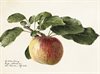 Litet dubbelt kort m kuvert – Äpple på kvist vintage