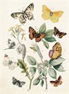 Litet dubbelt kort med kuvert – Fjärilar vintage