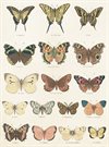 Litet dubbelt kort med kuvert – Fjärilar vintage