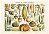 POSTER VINTAGE 35x50 Grönsaker (liggande 50x35)