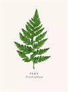 Dubbelt kort med kuvert, blank insida – Fern 10x13,5cm
