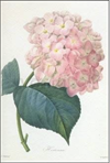 Dubbelt kort – Redouté : Hortensia 122x175mm