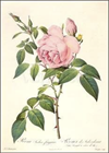 Vykort – Redouté : Rosa Indica Fragrans 105x148mm