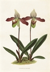 Poster Vintage 35x50 Orkide